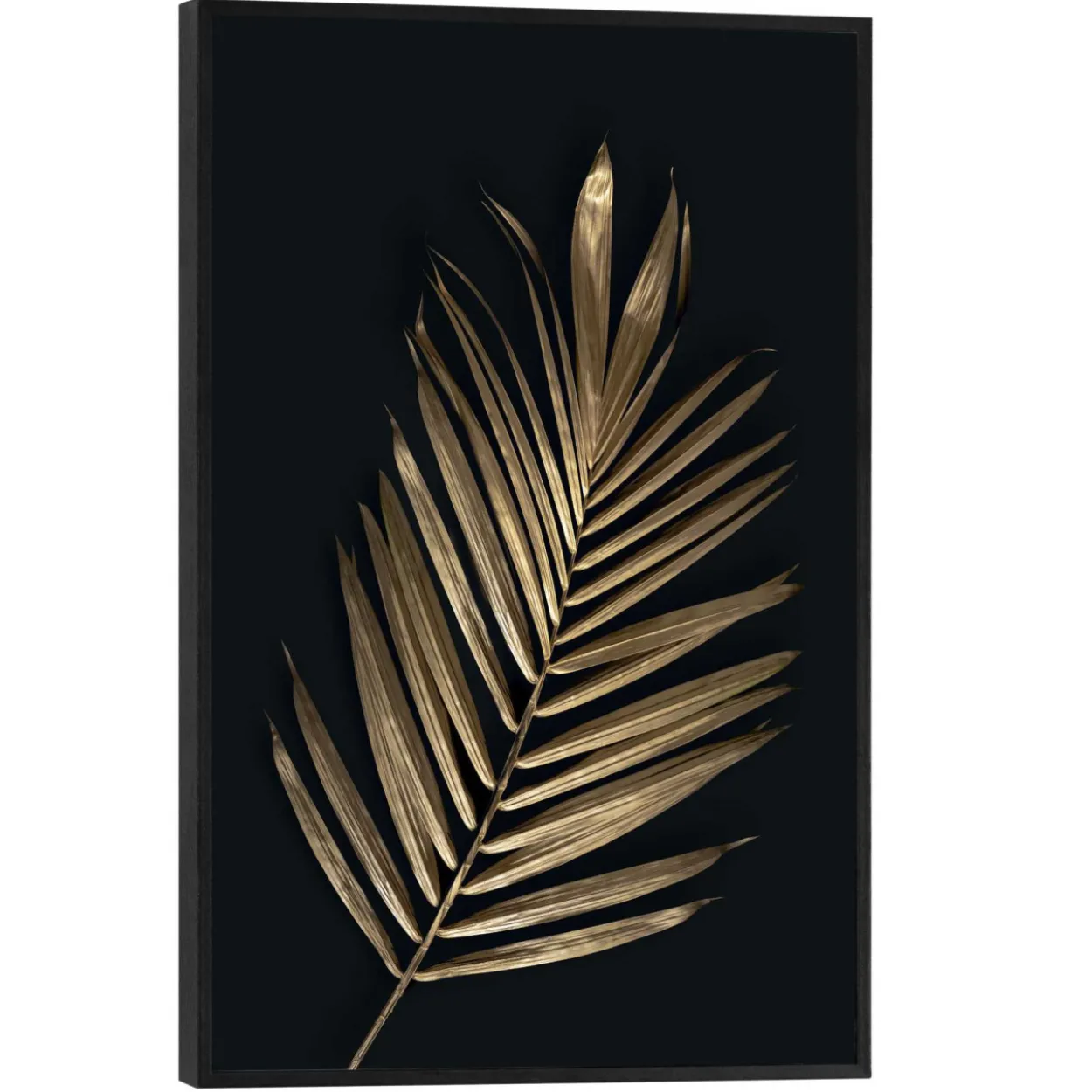 Bild ARECA PALMS