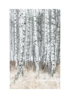 Bild BIRCH TREES
