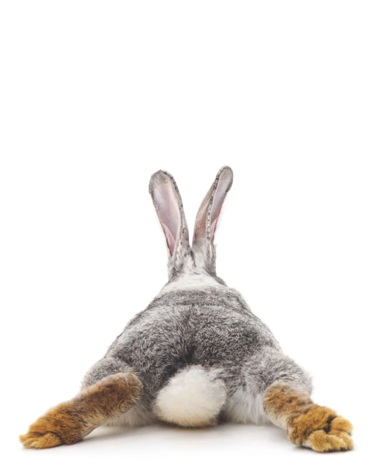 Bild BUNNIES BACK