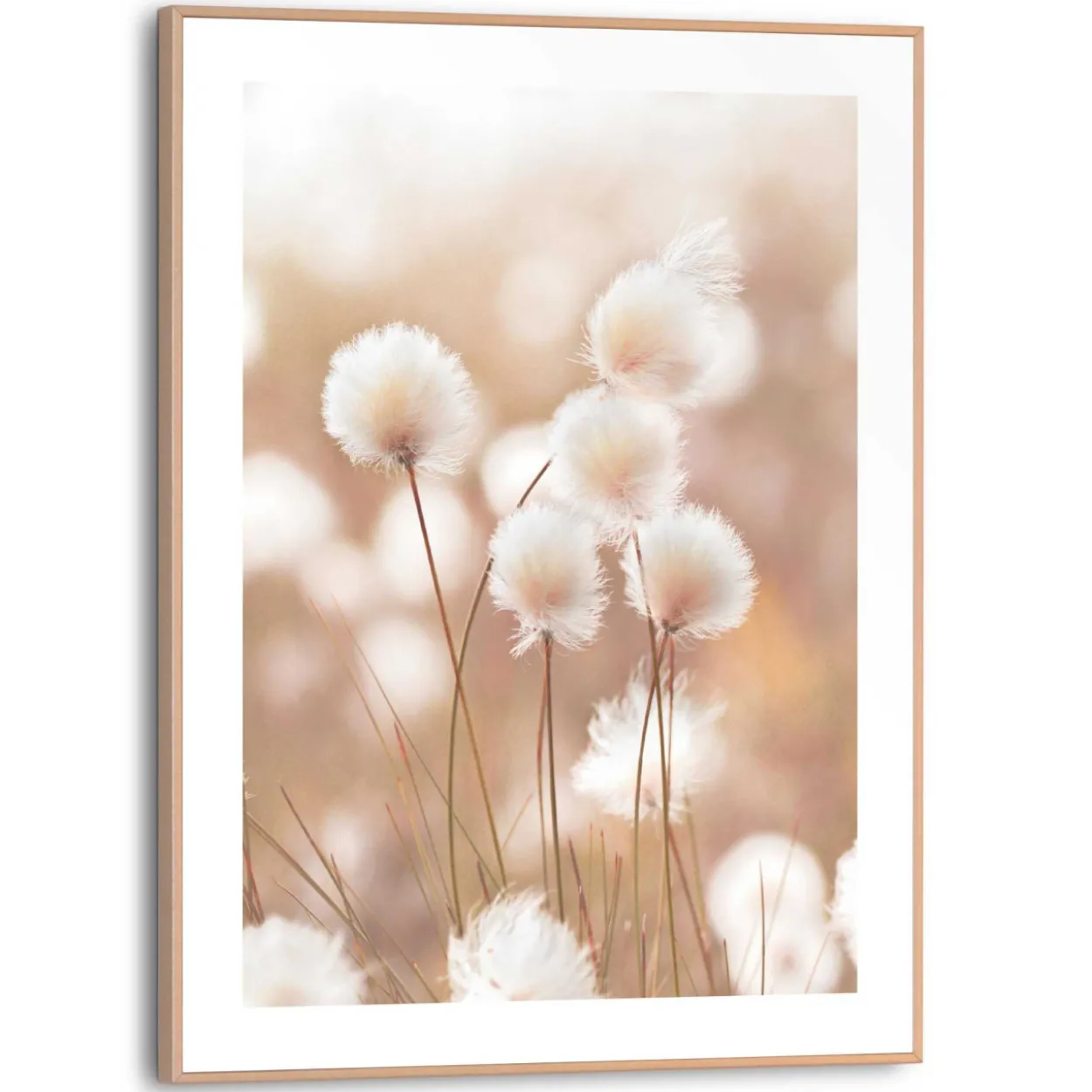 Bild COTTON POPS