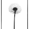 Bild DANDELION GREY