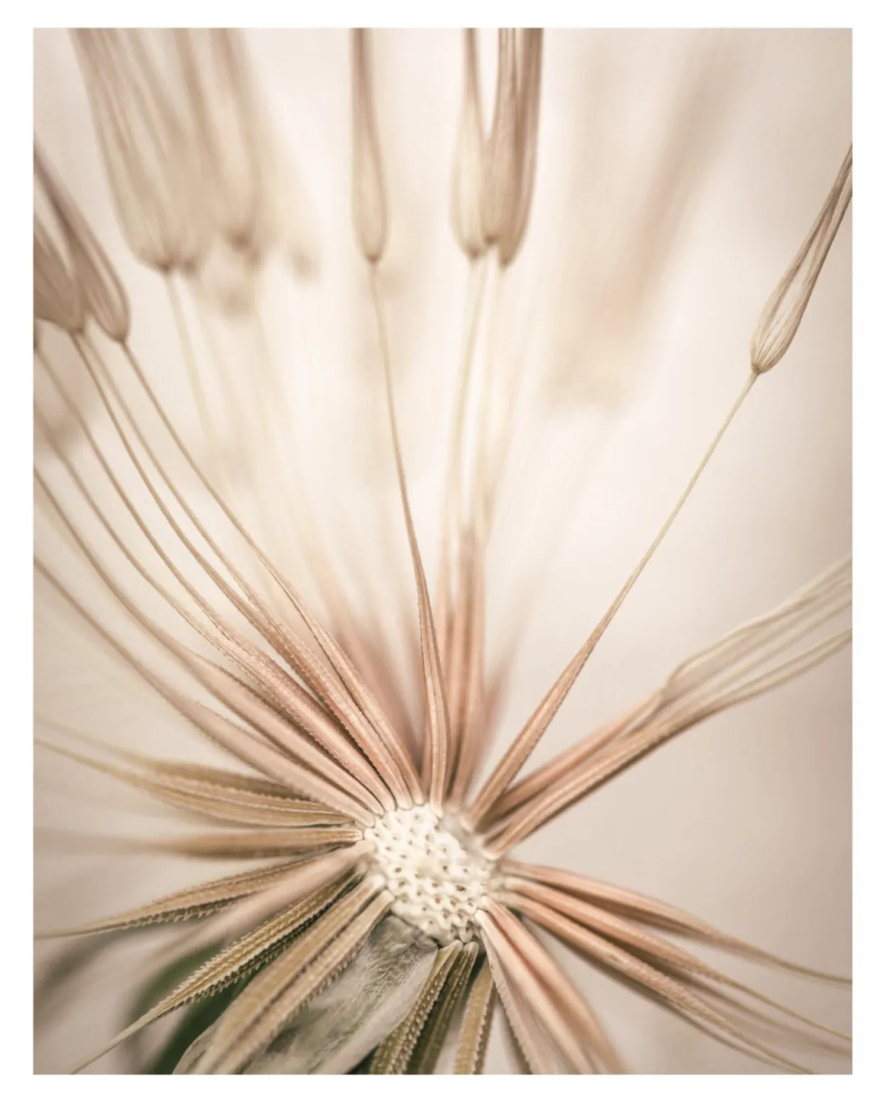 Bild DANDELION HEART