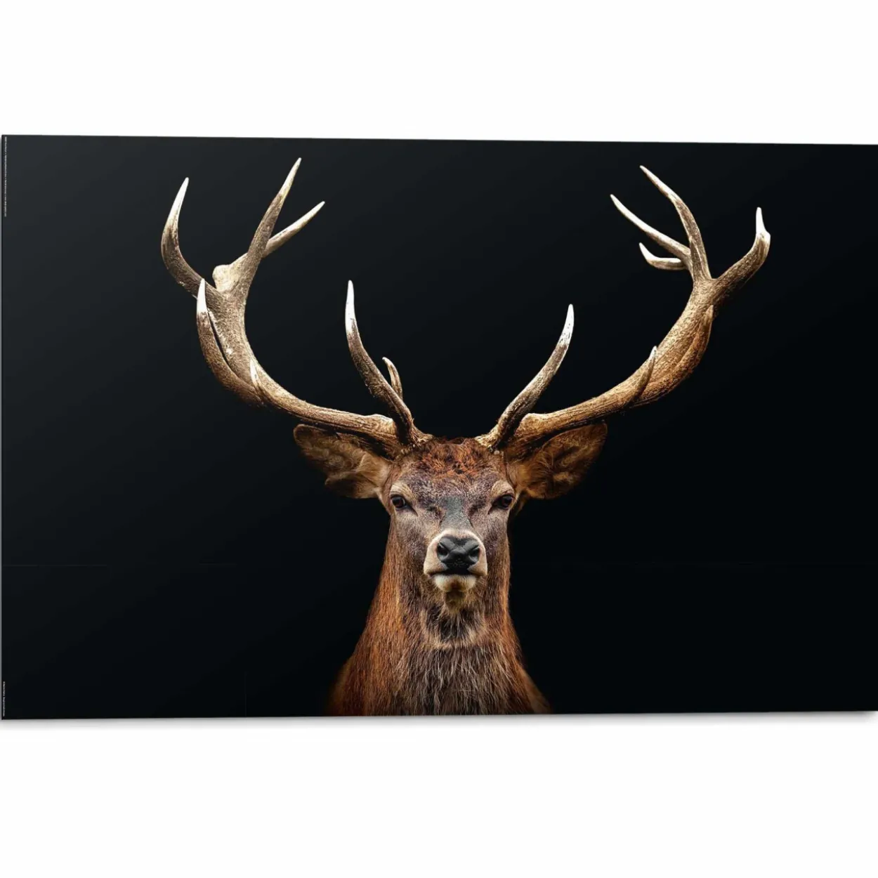 Bild DEER PORTRAIT