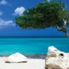 Bild DIVI DIVI TREE