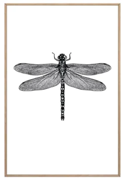 Bild DRAGONFLY