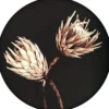 Bild FLORAL STILL