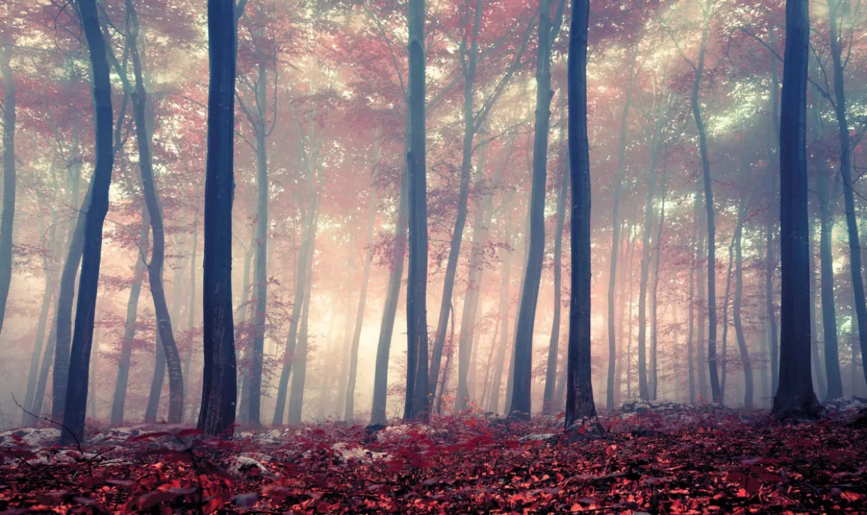 Bild FOREST