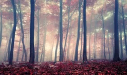 Bild FOREST