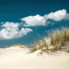 Bild GRASS ON SAND S