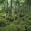 Bild GREEN WOOD S