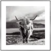 Bild HIGHLAND COW