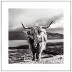 Bild HIGHLAND COW