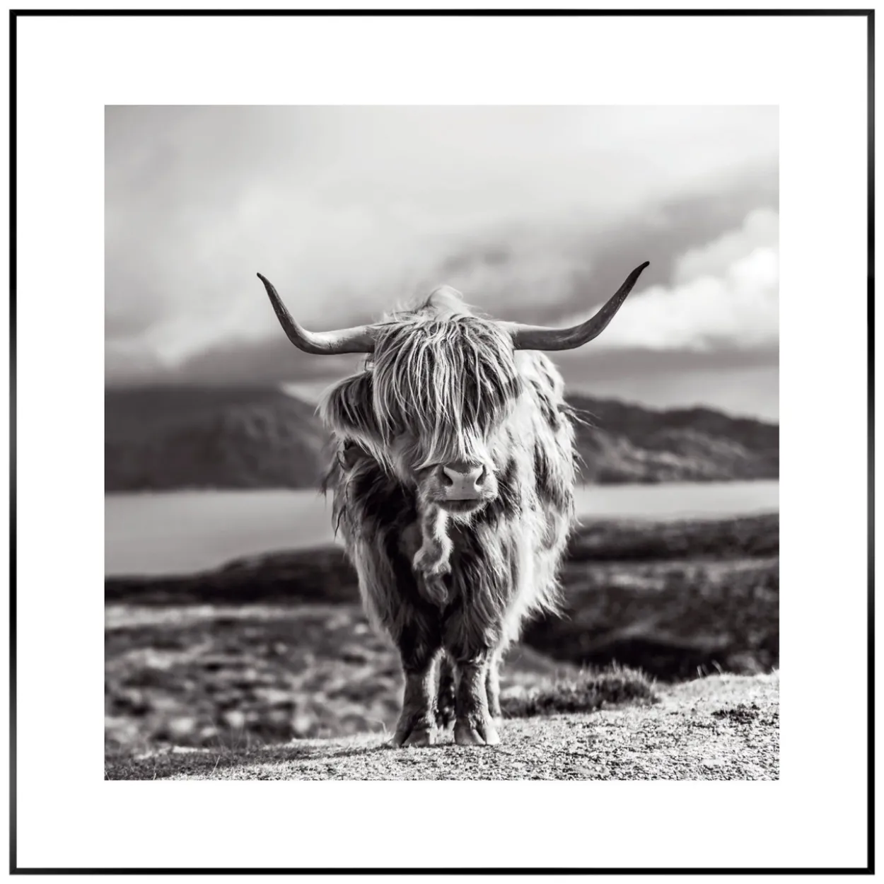 Bild HIGHLAND COW