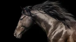 Bild HORSE POWER S