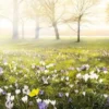 Bild KROKUSWIESE S