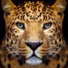 BILD LEOPARD FACE