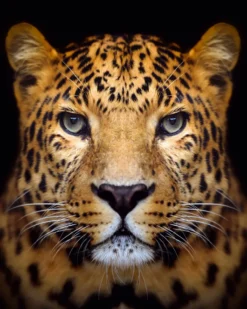 BILD LEOPARD FACE