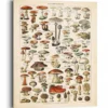Bild MUSHROOMS