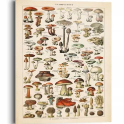 Bild MUSHROOMS