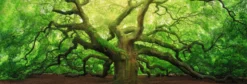Bild OLD OAK