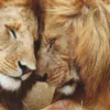 Bild PAIR OF LIONS
