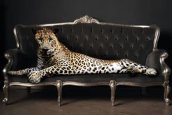 Bild PANTHER POSE