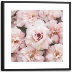 Bild PFINGSROSEN