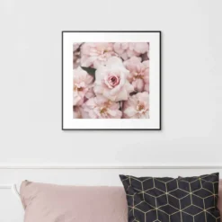 Bild PFINGSROSEN