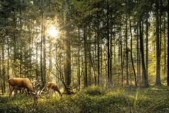Bild REHE IM WALD S