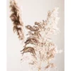 Bild SHADOW GRASS