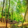 Bild SPRING WOODS