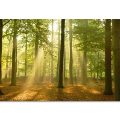 Bild SUNBEAM FOREST