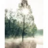 Bild SUNNY TREE