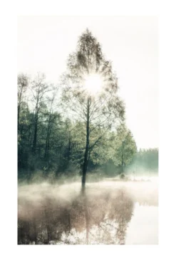 Bild SUNNY TREE