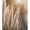 Bild SUNSET GRASSES