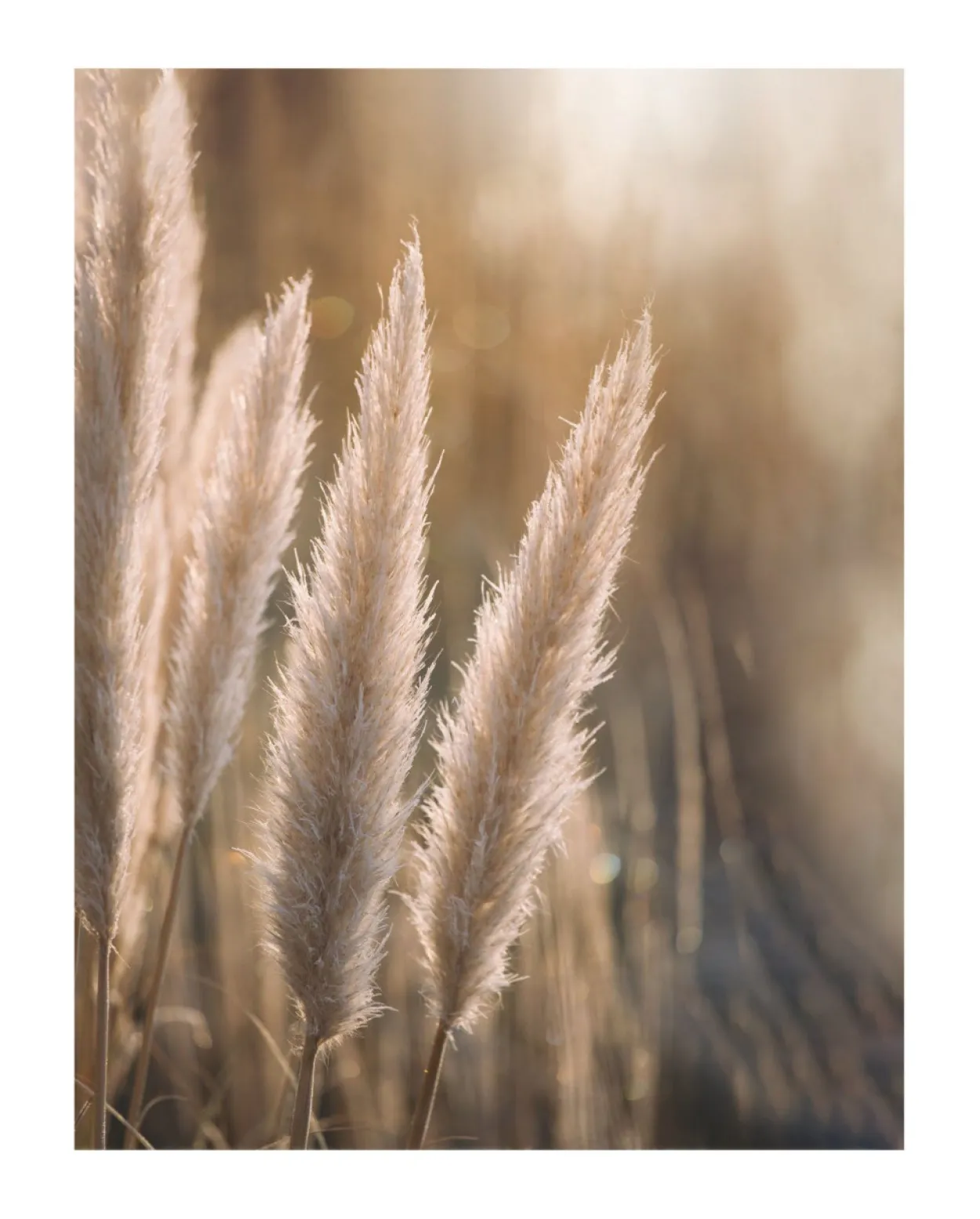 Bild SUNSET GRASSES