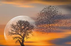 Bild VOGELSCHWARM & MOND