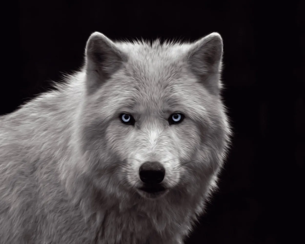 Bild WHITE WOLF