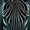 Bild ZEBRA S