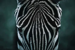 Bild ZEBRA S