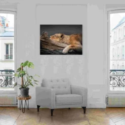 Glasbild LION TREE