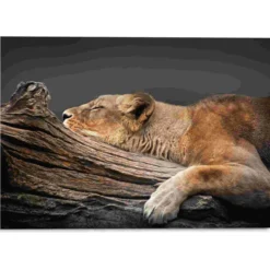 Glasbild LION TREE