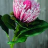 Kunstblume PROTEA