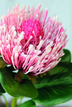 Kunstblume PROTEA