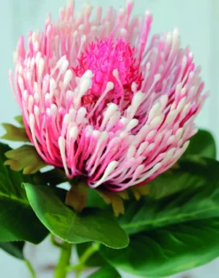 Kunstblume PROTEA
