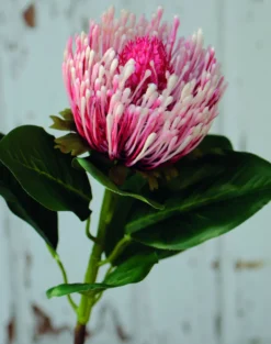 Kunstblume PROTEA
