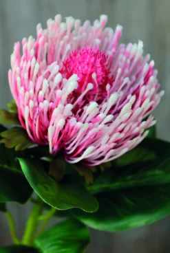 Kunstblume PROTEA
