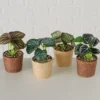 Kunstpflanze TRAY